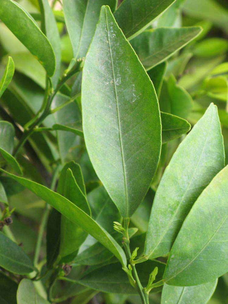              Unifoliolate leaf (Riverside, CA)       